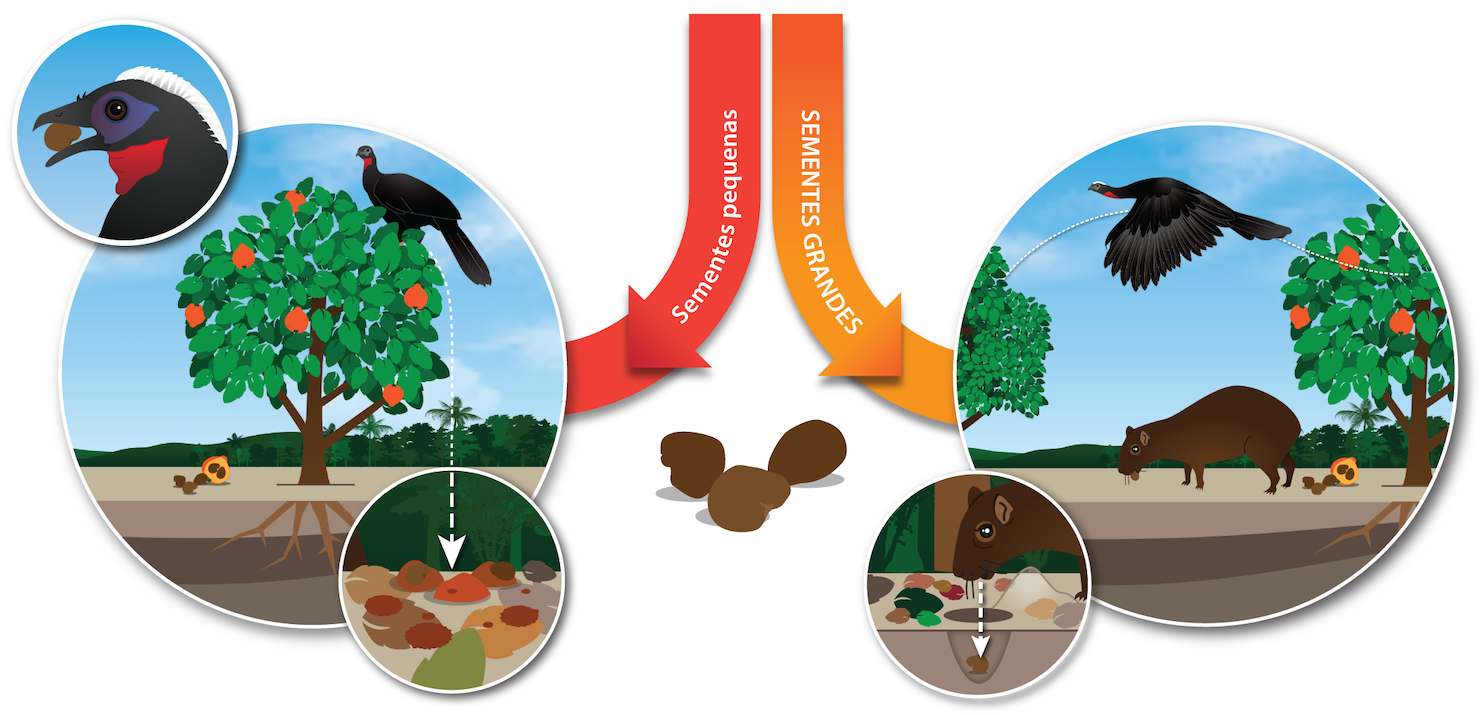 disseminaçao de sementes