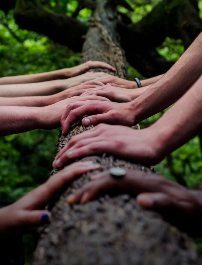 Uma árvore vale mais que a sua madeira