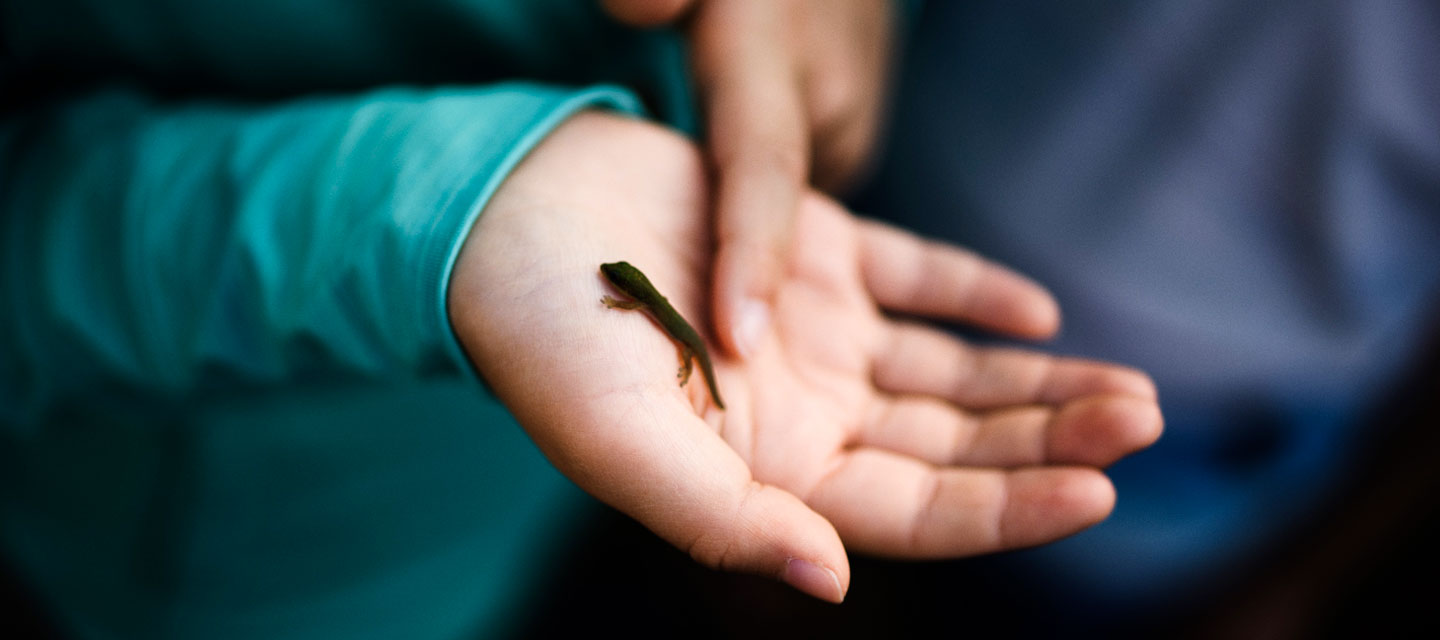  Compreensão da biodiversidade