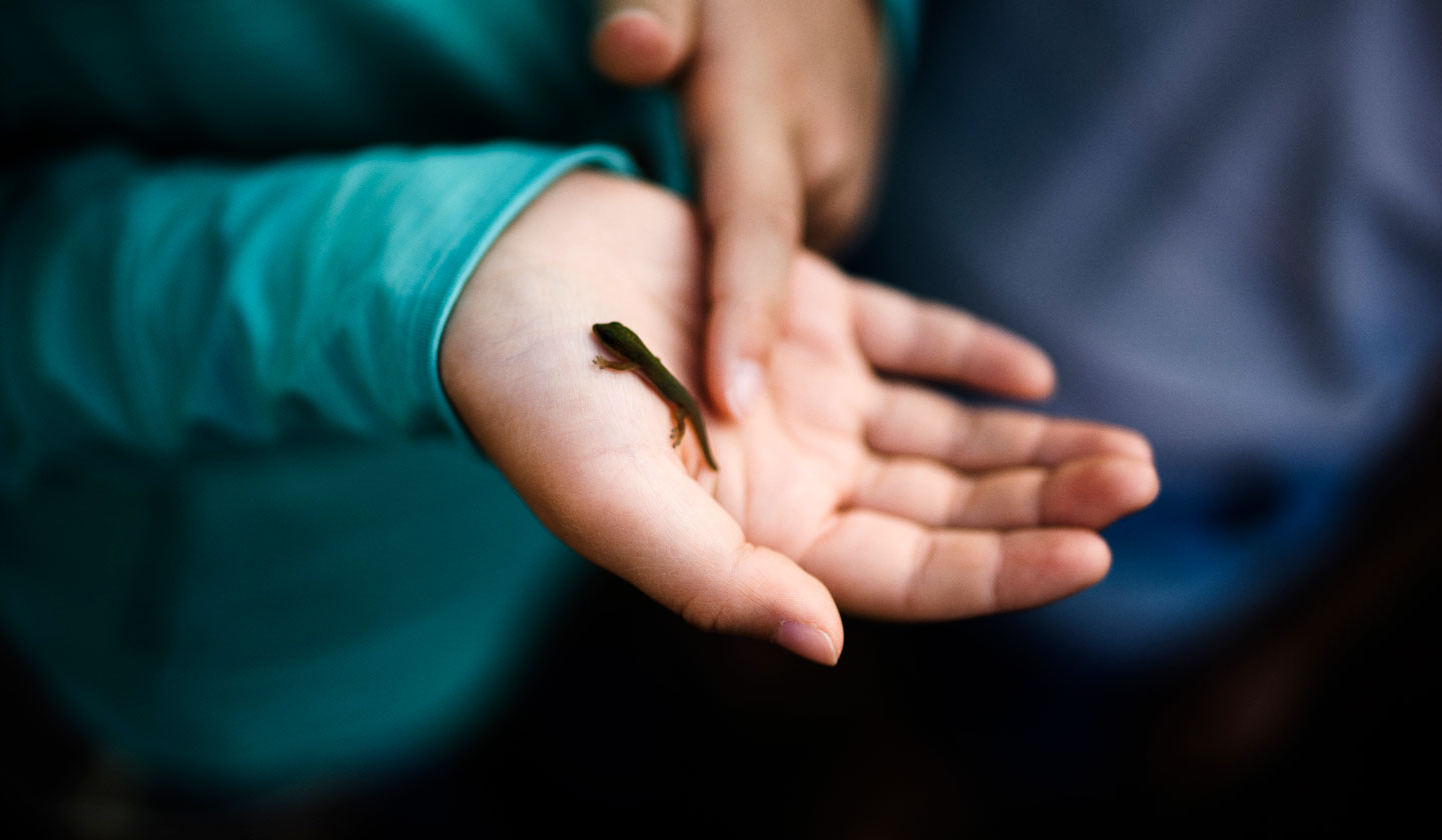 Compreensão da biodiversidade