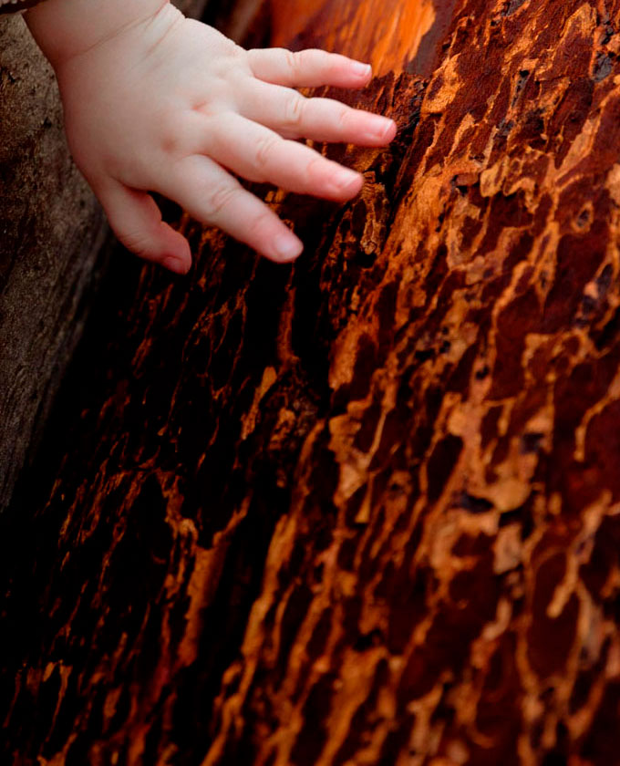 Uma árvore vale mais que a sua madeira