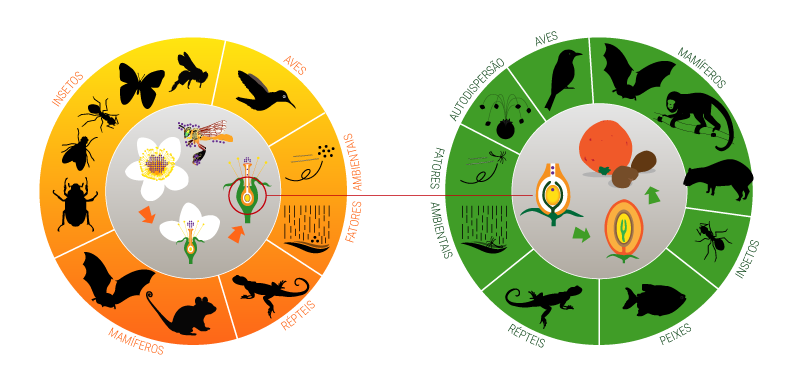 Agentes polinizadores e dispersores no dinâmica vitais terrestres